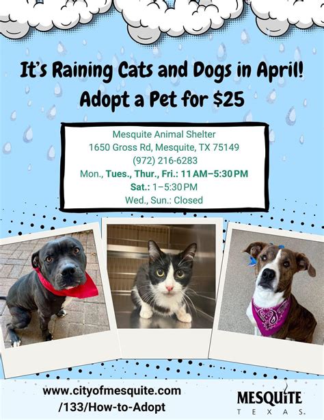 mesquite animal shelter|Pets for Adoption at Mesquite Animal Pawtners, in .